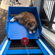 The king in his royal carriage